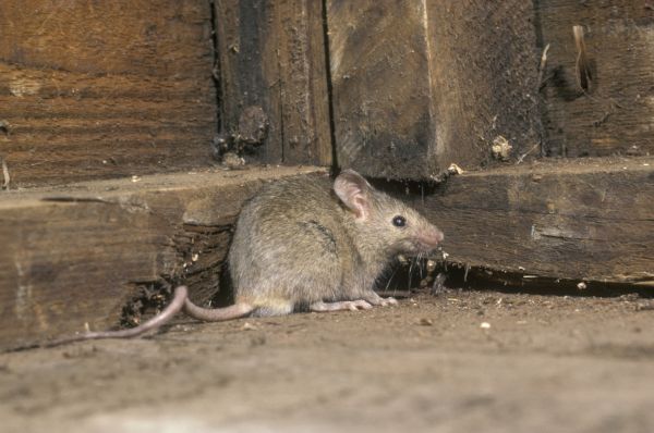 Mouse Pest Control