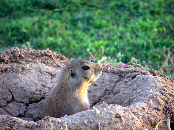 Rodent Fumigation - Rodent Fumigation Huntsville, Alabama