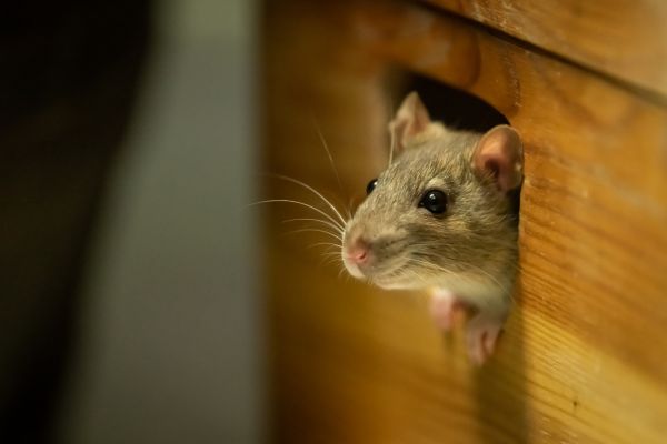 Rodent Trapping - Rodent Trapping Huntsville, Alabama