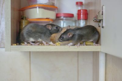 Rodent Pest Management