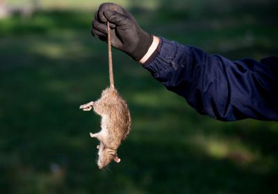 Rodent Pest Management