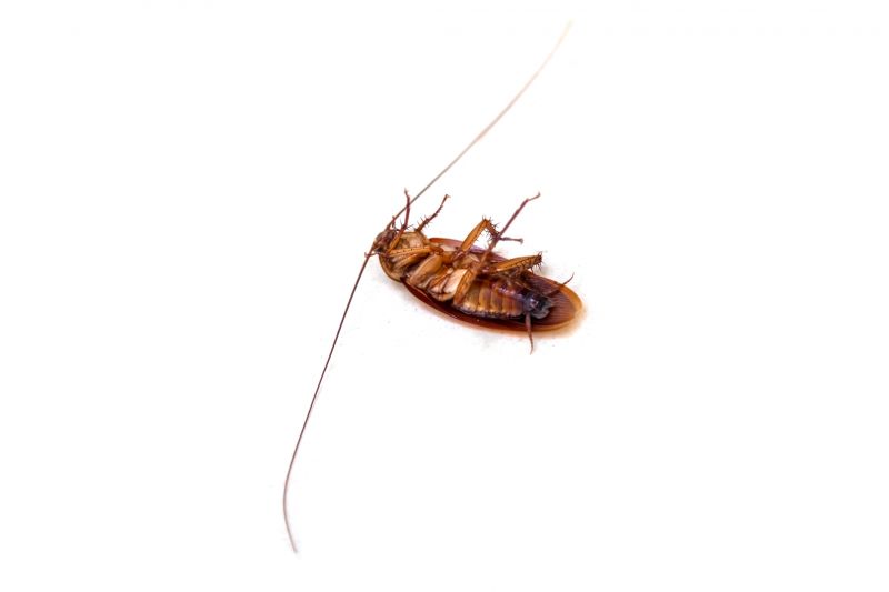 Cockroach Groups