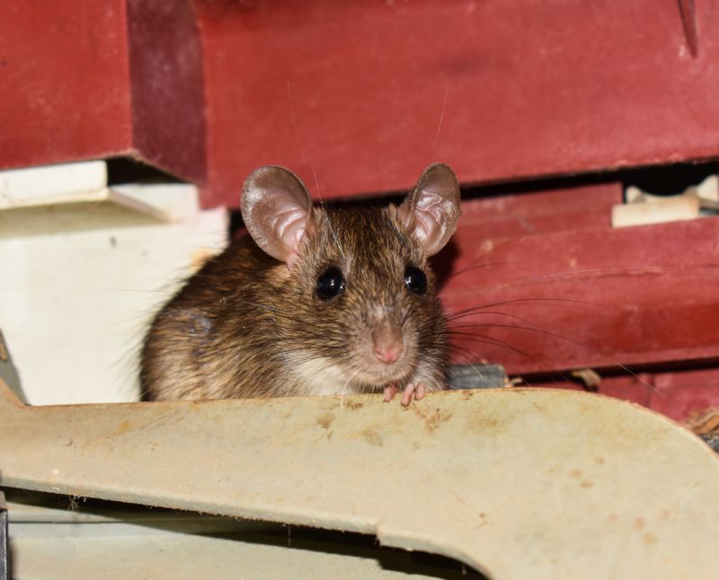 How Rodents Contaminate Food Storage Areas And Pantries
