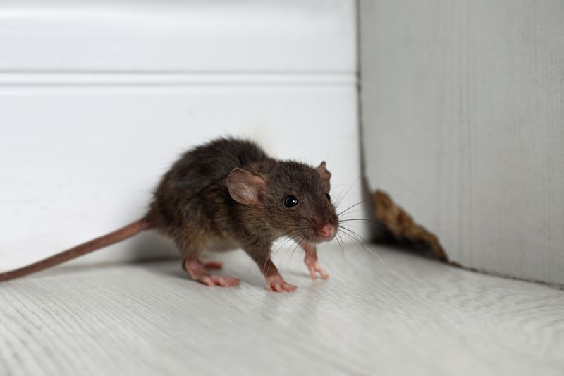 Preventing Rodent Infestations In Homes