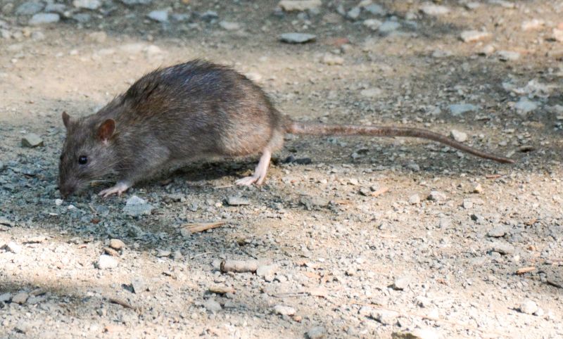 Rodent Pest Management