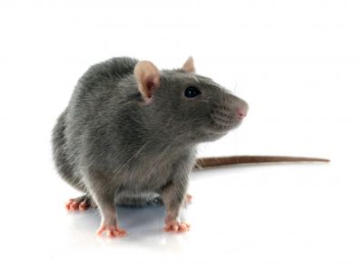 Rodent Pest Management