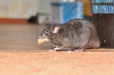 Rodent Pest Management