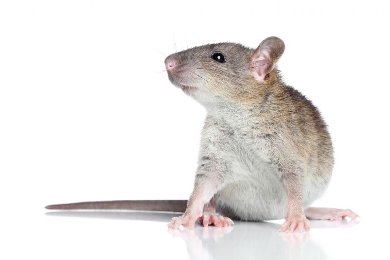 Rodent Pest Management