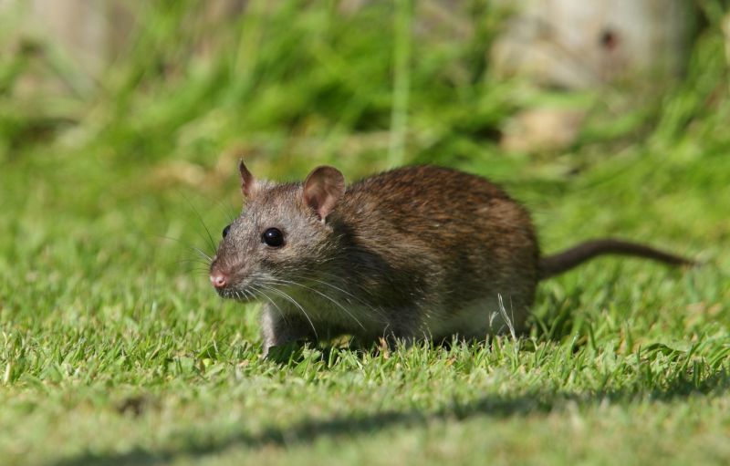 Rodent Pest Management