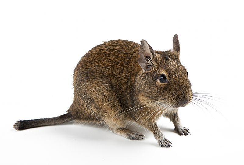 Rodent Pest Management