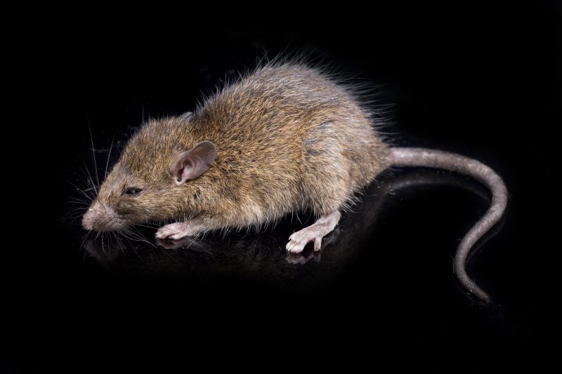 Rodent Pest Management