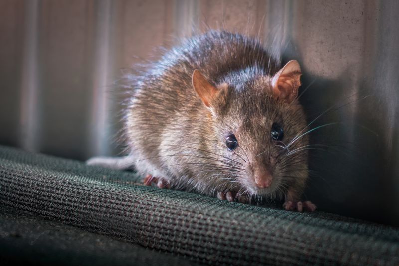 Rodent Pest Management